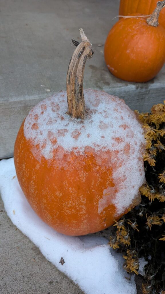 A pumpkin partially covered in snow, illustrating nature’s timing and the beauty of seasonal transitions.